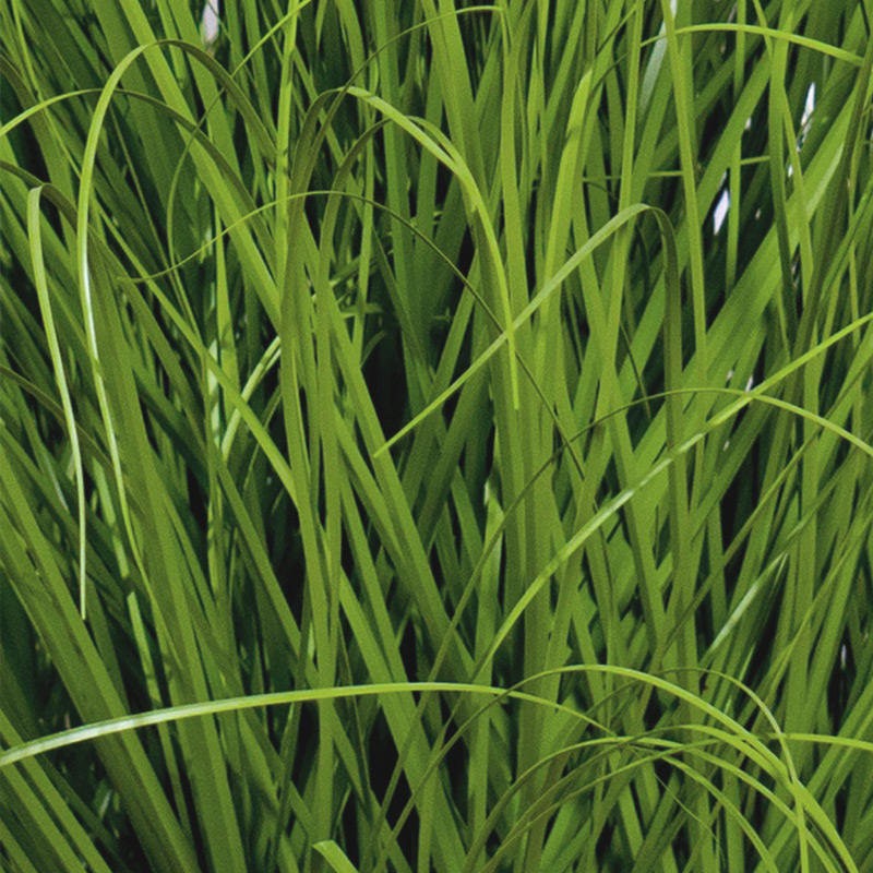 Plastic Material with High Quality Artificial Dandelion for Home Decoration Artificial Plantas
